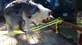Border collie shows off impressive balancing skills