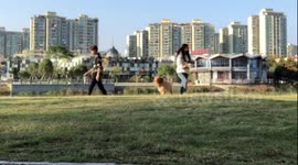 Golden retriever gets confused when its owners walk in different directions