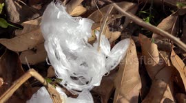 Ice flower Phenomenon (breaking one apart with finger) V24618