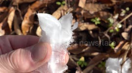 Ice flower Phenomenon (holding in fingers) V24619