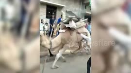 Hilarious moment when angry camel throws an Indian man to the ground