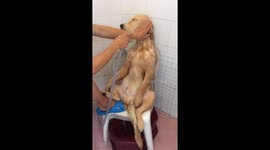 Golden retriever totally chilled out as it gets washed in the shower