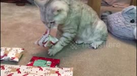 Clever cat unwraps his own Christmas present