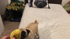 A Pugs favorite toy!