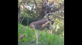 Animals in Wollaton Park, Nottingham, UK