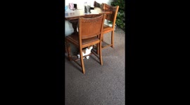 Kitten has adorable epiphany that she can play with the Christmas tree