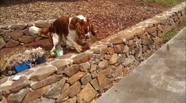 Dog Loves Picking Up Rocks - the Bigger the Better!