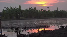Sunset over a paddy field, with some noisy ducks.