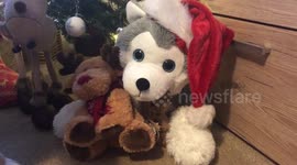 Getting My Dog In The Christmas Spirit