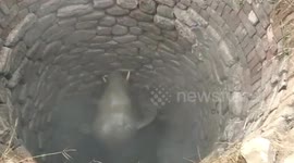 Baby elephant that fell 30ft into farm well, rescued after 5-hour operation and reunited with mum