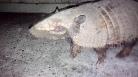 Armadillo is so focused on bug feast, it doesn't even mind person filming it!