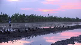 Duck farmer escorts the last of his ducks home from the paddy field, under a beautiful tropical sunset sky.