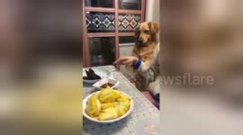 Polite golden retriever asks owner for meat from the dinner table
