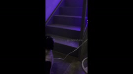My Dogs...Terrifying Ghost encounter!