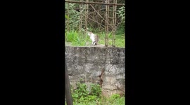 Ktiycat