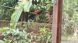 Greater coucal