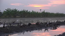 Ducks relax at end of another day in the paddy field, under a tropical evening sky, with a gentle breeze blowing.