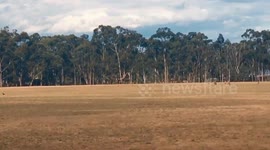 Kangoroo | Junortoun | Bendigo | Australia