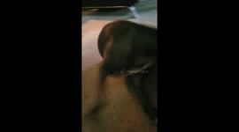 Dog chasing his tail