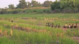 Ducks running home after a day in the paddy field, a flock of wild birds can be seen flying into the sky in the background.
