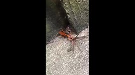Insect takes huntsman spider home for dinner