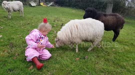 Little woolly lamb giving 3year old friend a kiss