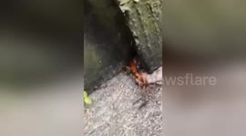 Insect takes huntsman spider home for dinner