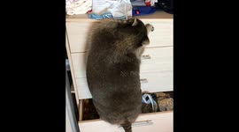 Raccoon loses its grip when scrambling through laundry drawer