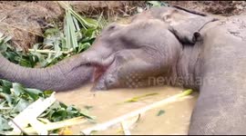 Heartbreaking video shows injured elephant being treated after collapsing