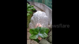 Woman creates perfect frozen sculpture by peeling ice off a cabbage leaf