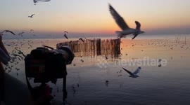 Taking photos of seagulls at sunset.