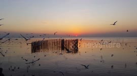 Ocean sunset and seagulls.
