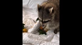 Raccoon making the mess in bed with tangerines