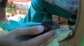 Baby Penguins! Scientists At Work Saving These Tiny Birds