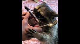 Raccoon eating yogurt in the messiest way ever