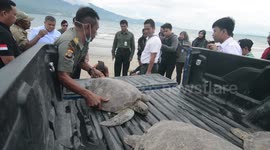 The release of the Green Sea Turtle in Palu, Indonesia