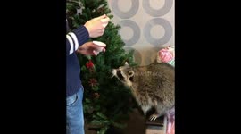Raccoon asking for yogurt