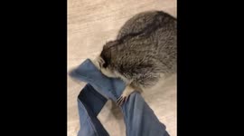 Raccoon biting its owner and not letting her to dress up