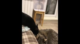 Raccoon 'fighting' with cat