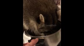 Raccoon stealing dumplings from the pot