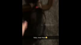 Puppy vs mirror