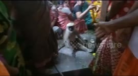 Wild monkey gatecrashes funeral and mimicks mourners consoling family