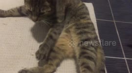 funny video: cat hits a dog