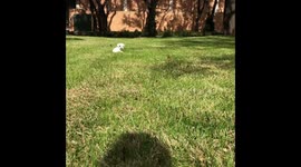 Jack Russell Terrier puppy running #puppies #dogs