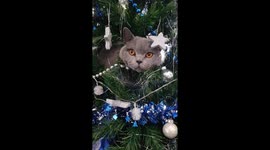 Heavyweight cat scales massive Christmas tree