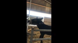 Donkey