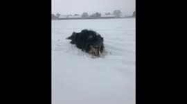 Snow dog