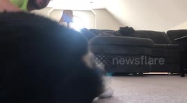 Corgi puppy loves being dragged around in circles