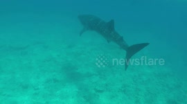 Snorkelling with a Whale Shark in The Maldives