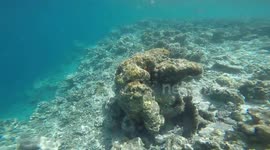 Underwater GoPro Footage from Indian Ocean in The Maldives